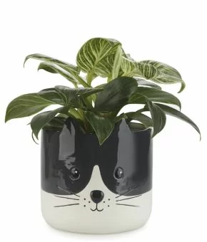 Flower Pot Kitty