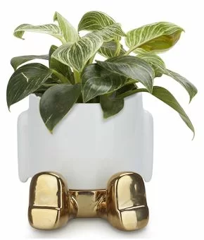 Flower Pot Mr Sitty Gold Edition