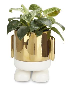 Flower Pot Mr Standy Gold Edition