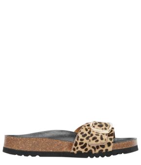 scholl-142862-bruin 1